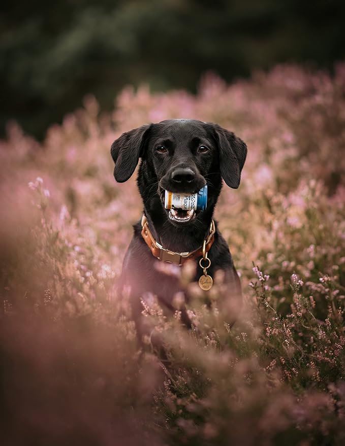 ProDen PlaqueOff Polvo – Salud dental natural que empieza desde dentro