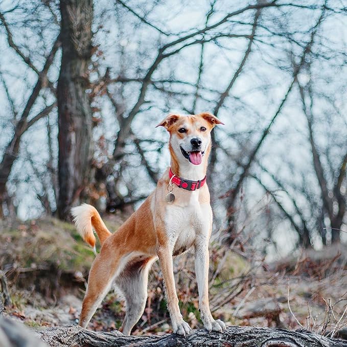 haapaw – Collar Reflectante y Acolchado   Comodidad, seguridad y cariño en cada paseo