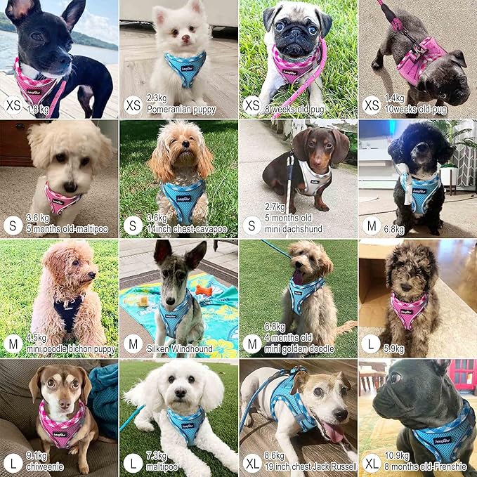 haapaw – Arnés + Correa Reflectante   El abrazo seguro que acompaña cada paseo