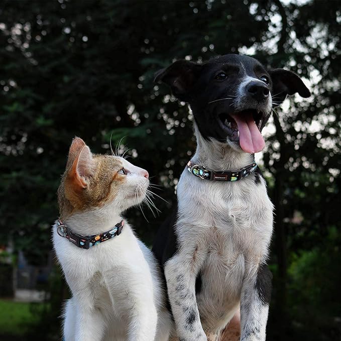 Roses&Poetry – Collar y Correa para Perros Medianos   Estrella · Colorido · Ajustable · Hecho para brillar juntos